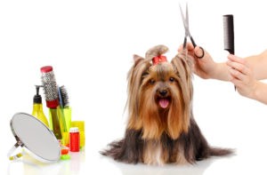 TLC Pet Grooming & Doggy Daycare is a great little business servicing an expanding market providing pet owners knowing their pets getting looked after.