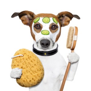 TLC Pet Grooming & Doggy Daycare is a great little business servicing an expanding market providing pet owners knowing their pets getting looked after.